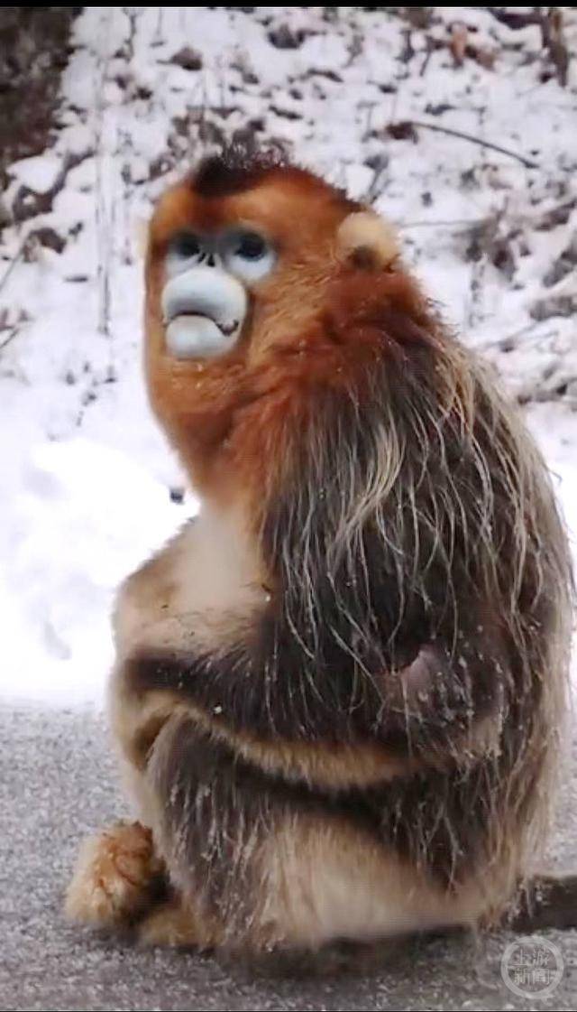 神农架受伤金丝猴蹲路边向人类求助?救护站:已救治<strong></p>
<p>链币世界</strong>,基本恢复健康