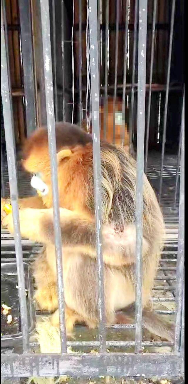 神农架受伤金丝猴蹲路边向人类求助?救护站:已救治<strong></p>
<p>链币世界</strong>,基本恢复健康