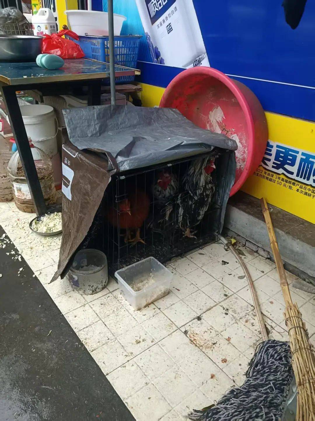 凌晨打鸣到天亮！长沙一小区超市养4只公鸡邻居难入睡<strong></p>
<p>链币世界</strong>，回应：尽快吃掉