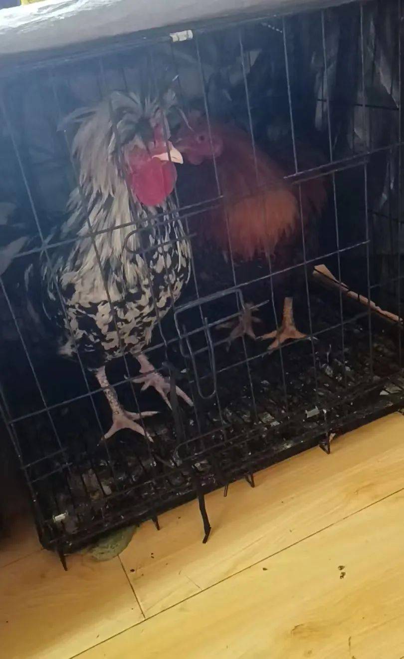 凌晨打鸣到天亮！长沙一小区超市养4只公鸡邻居难入睡<strong></p>
<p>链币世界</strong>，回应：尽快吃掉