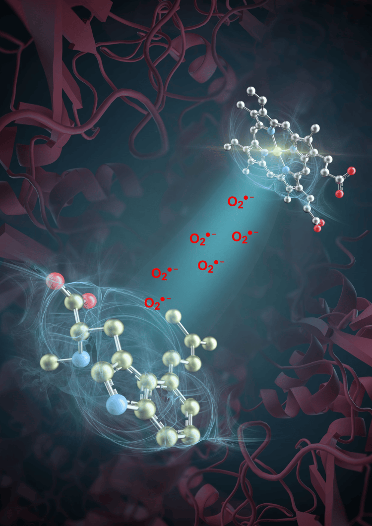 突破性进展<strong></p>
<p>币币交易源码</strong>!我国科学家发现活性氧超氧阴离子是药物分子合成催化剂