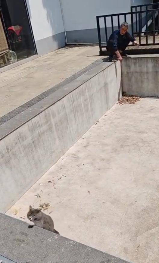 老鼠掉进泳池<strong></p>
<p>玫瑰币</strong>，广东大叔出动鸡猫狗团队，结果全被老鼠吓跑！网友坐不住纷纷晒战绩