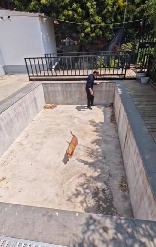 老鼠掉进泳池<strong></p>
<p>玫瑰币</strong>，广东大叔出动鸡猫狗团队，结果全被老鼠吓跑！网友坐不住纷纷晒战绩