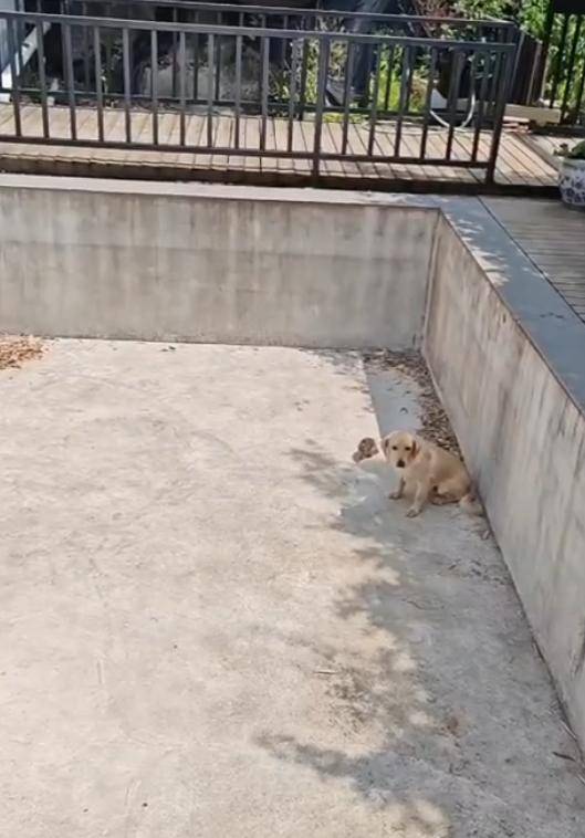 老鼠掉进泳池<strong></p>
<p>玫瑰币</strong>，广东大叔出动鸡猫狗团队，结果全被老鼠吓跑！网友坐不住纷纷晒战绩