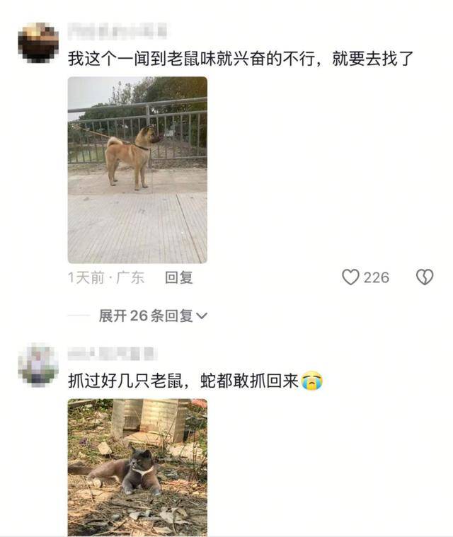 老鼠掉进泳池<strong></p>
<p>玫瑰币</strong>，广东大叔出动鸡猫狗团队，结果全被老鼠吓跑！网友坐不住纷纷晒战绩