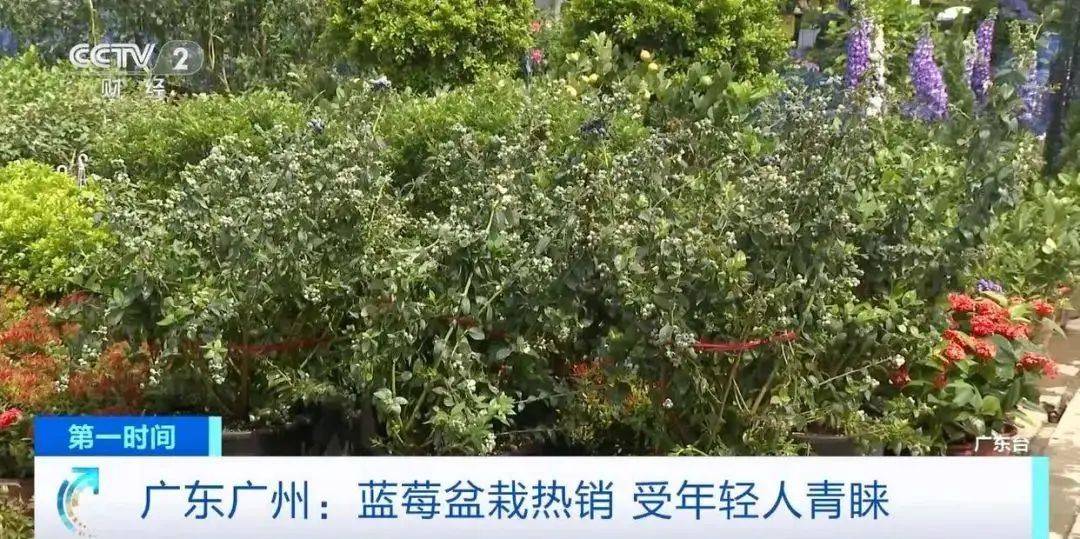 大降价<strong></p>
<p>2017币圈</strong>!从100多元一斤到9.9元一盒