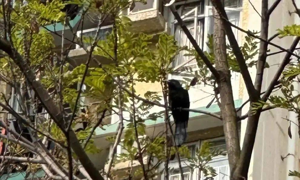 “周末想睡个懒觉都不行”<strong></p>
<p>满币网首页</strong>，有多少深圳人被这种鸟吵到神经衰弱