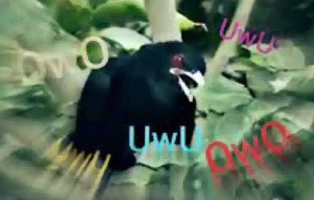 “周末想睡个懒觉都不行”<strong></p>
<p>满币网首页</strong>，有多少深圳人被这种鸟吵到神经衰弱