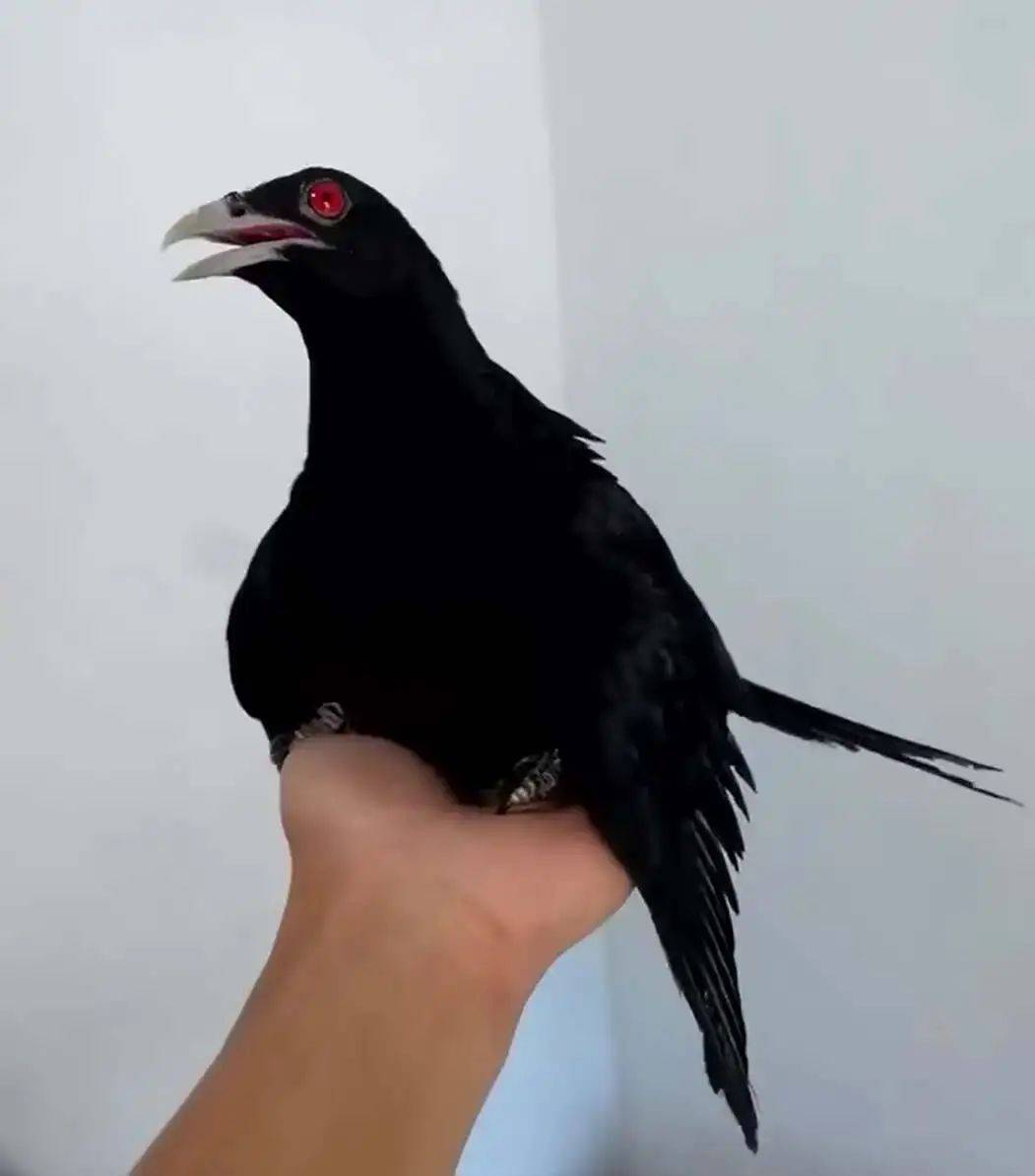 “周末想睡个懒觉都不行”<strong></p>
<p>满币网首页</strong>，有多少深圳人被这种鸟吵到神经衰弱