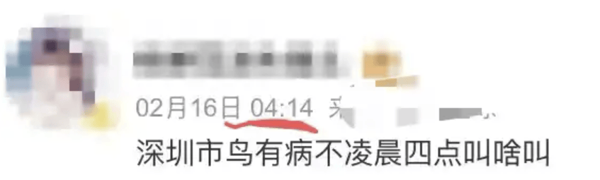 “周末想睡个懒觉都不行”<strong></p>
<p>满币网首页</strong>，有多少深圳人被这种鸟吵到神经衰弱