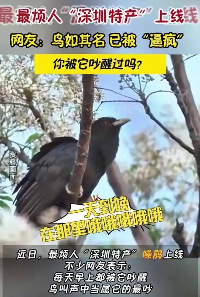 “周末想睡个懒觉都不行”<strong></p>
<p>满币网首页</strong>，有多少深圳人被这种鸟吵到神经衰弱