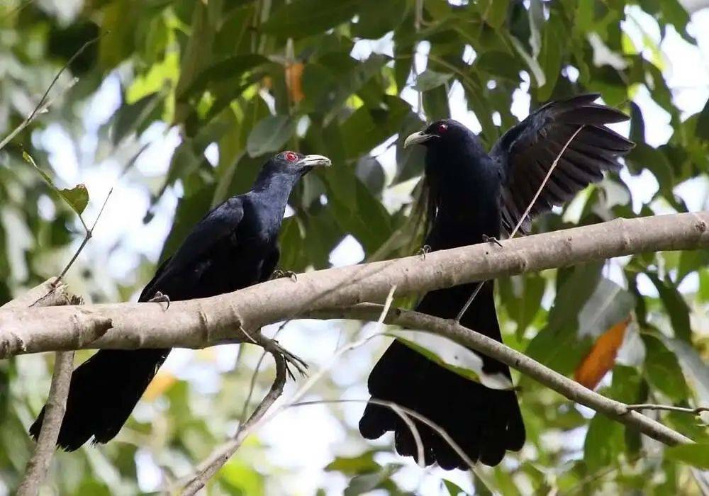 “周末想睡个懒觉都不行”<strong></p>
<p>满币网首页</strong>，有多少深圳人被这种鸟吵到神经衰弱