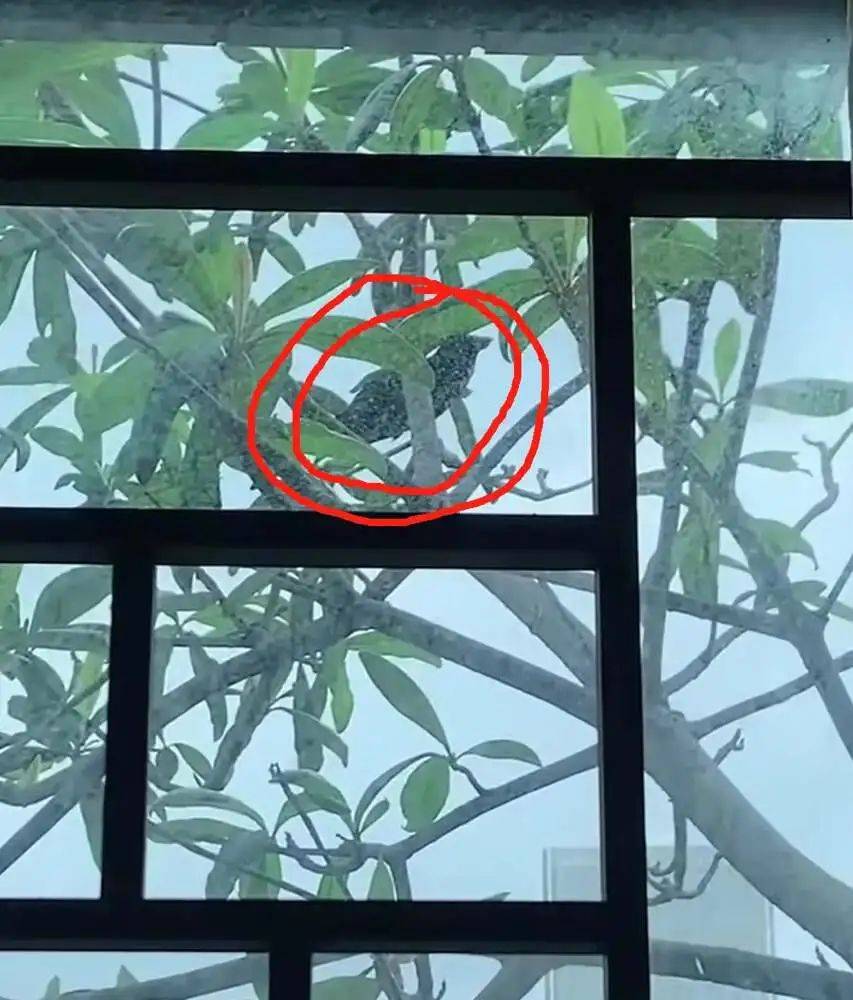 “周末想睡个懒觉都不行”<strong></p>
<p>满币网首页</strong>，有多少深圳人被这种鸟吵到神经衰弱