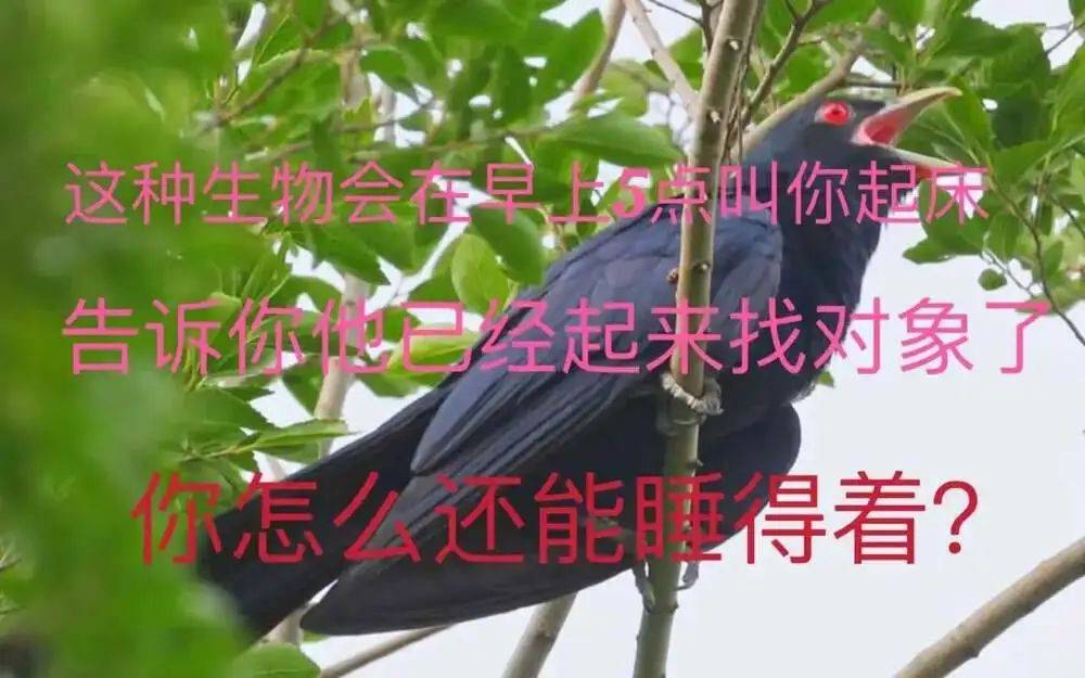 “周末想睡个懒觉都不行”<strong></p>
<p>满币网首页</strong>，有多少深圳人被这种鸟吵到神经衰弱