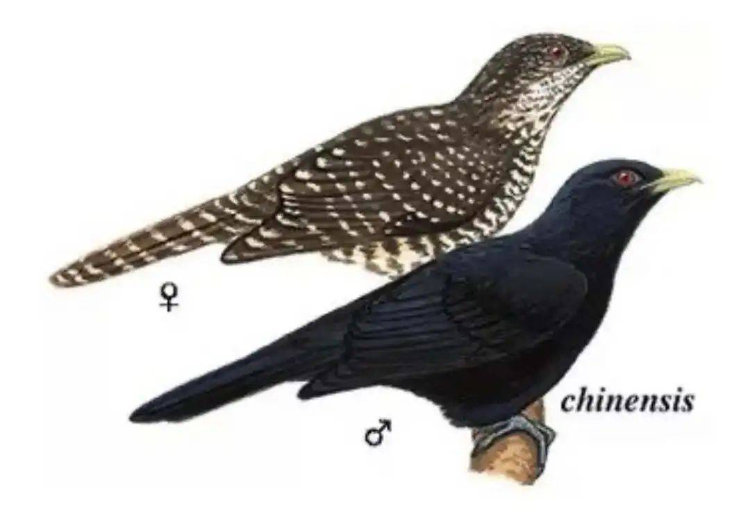 “周末想睡个懒觉都不行”<strong></p>
<p>满币网首页</strong>，有多少深圳人被这种鸟吵到神经衰弱