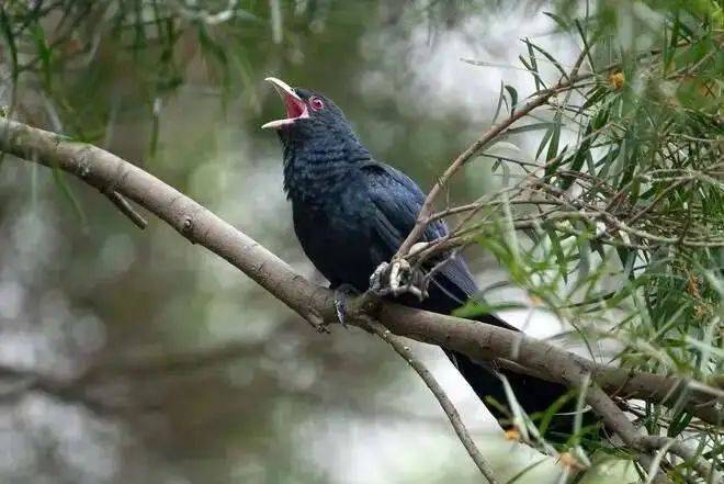 “周末想睡个懒觉都不行”<strong></p>
<p>满币网首页</strong>，有多少深圳人被这种鸟吵到神经衰弱