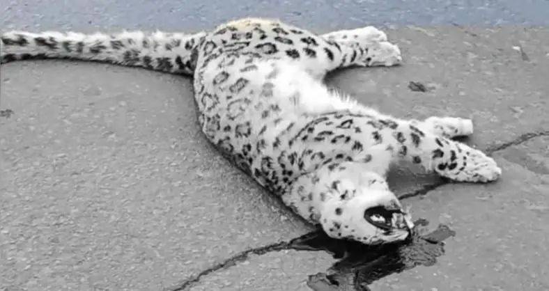 国道上发现雪豹尸体<strong></p>
<p>孪生币</strong>，疑似一级保护动物遭车辆撞击