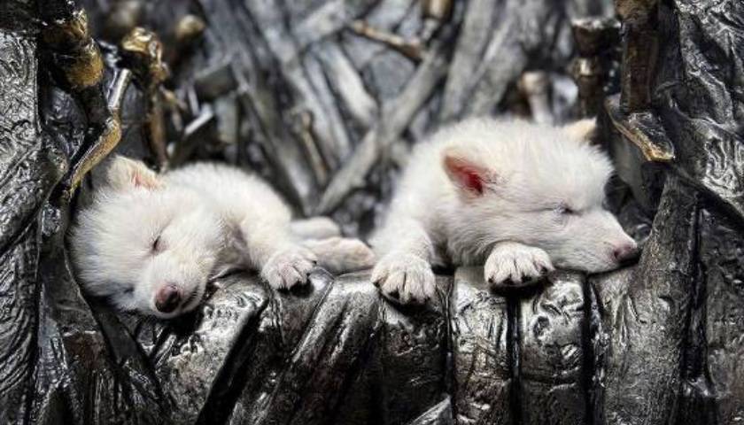 《权力的游戏》中的冰原狼被这家公司复活<strong></p>
<p>彩虹币兑换码</strong>，马斯克发帖关注