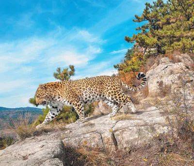 销声匿迹已有30年<strong></p>
<p>第三套人命币</strong>，华北豹正逐渐接近北京——