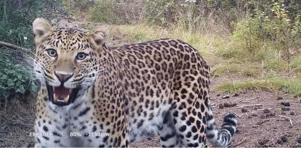 销声匿迹已有30年<strong></p>
<p>第三套人命币</strong>，华北豹正逐渐接近北京——