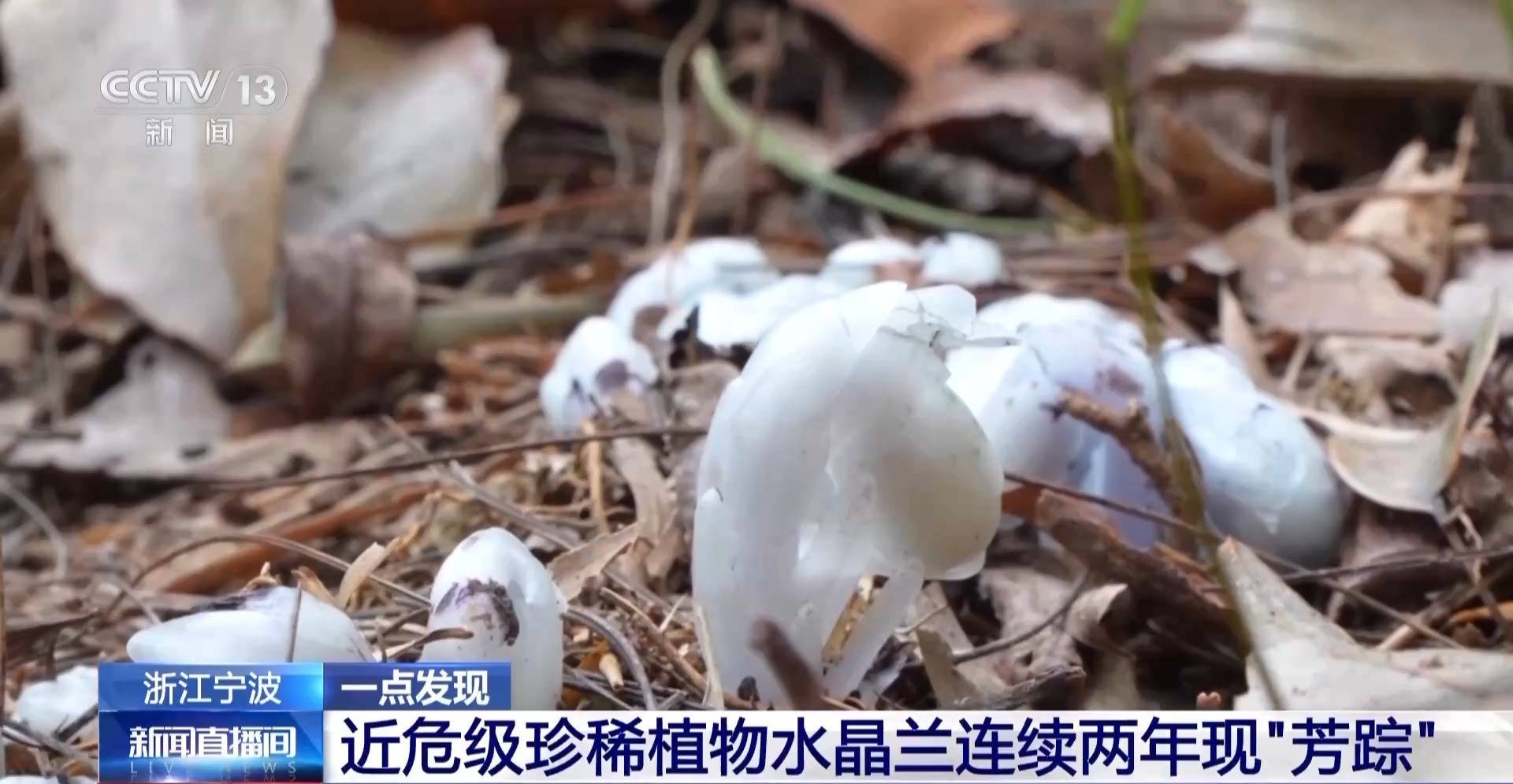 连续两年现身<strong></p>
<p>大学生炒币</strong>！宁波大堰镇再现近危级珍稀植物水晶兰