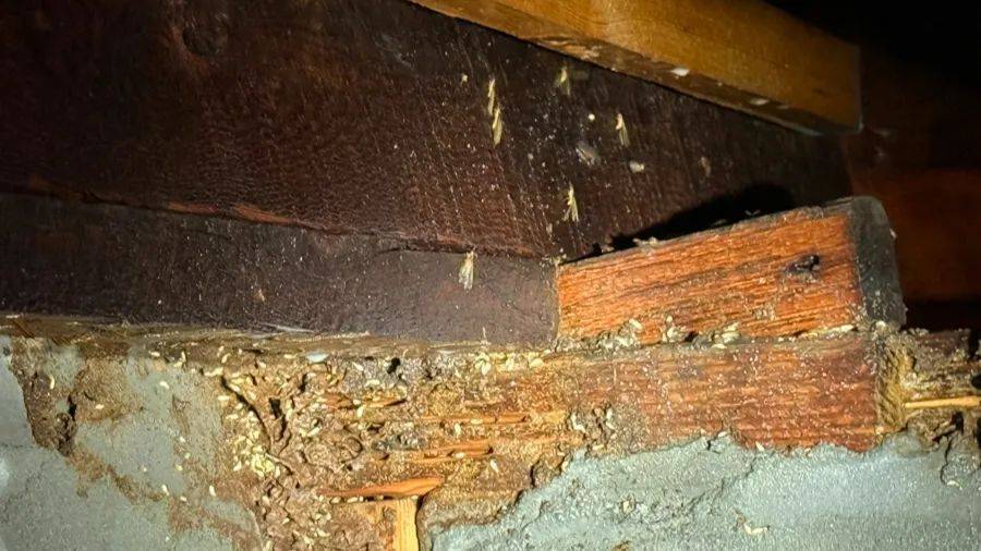 紧急提醒：瞬间爆发！上海市民崩溃：密密麻麻<strong></p>
<p>币圈财经</strong>，蠕蠕爬行...“梧桐区”已开始战斗，白蚁或提前分飞