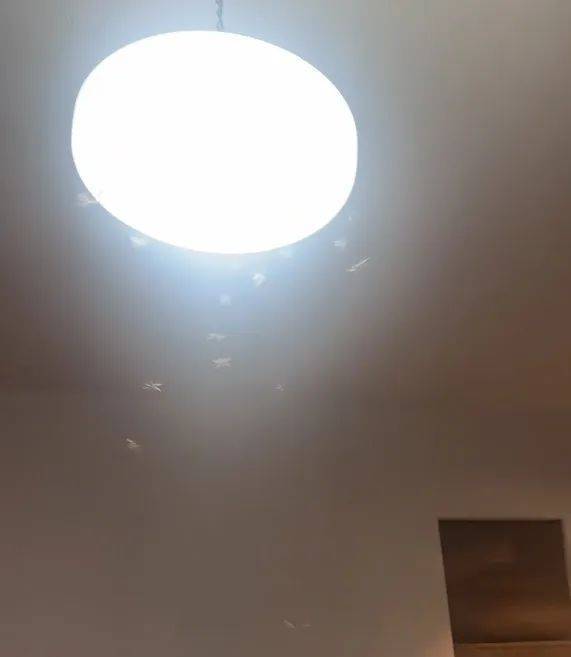 紧急提醒：瞬间爆发！上海市民崩溃：密密麻麻<strong></p>
<p>币圈财经</strong>，蠕蠕爬行...“梧桐区”已开始战斗，白蚁或提前分飞