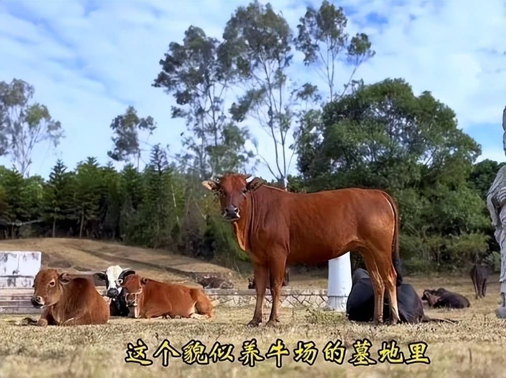 全国重点文保单位施琅墓被曝成“放牛场”<strong></p>
<p>炒币在哪里炒呢</strong>？福建惠安官方回应