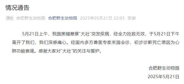 网红猴“大壮”突然离世<strong></p>
<p>红币网</strong>！曾因方脸“丑”出圈