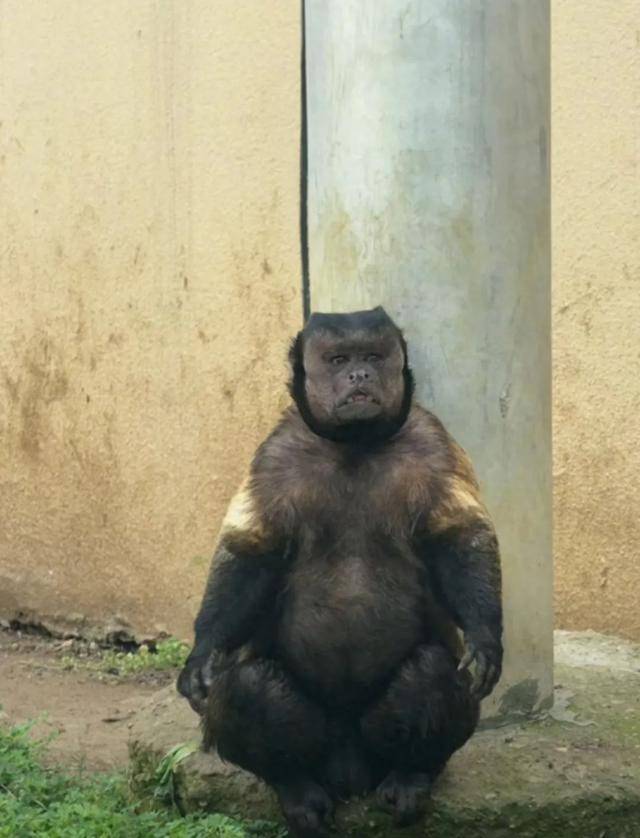 网红猴“大壮”突然离世<strong></p>
<p>红币网</strong>！曾因方脸“丑”出圈