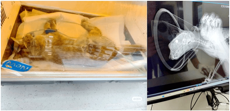 南京大学校庆日“校猫”被钢珠打碎头骨?校保卫处:看了一夜监控<strong></p>
<p>红币网</strong>,暂未锁定嫌疑人