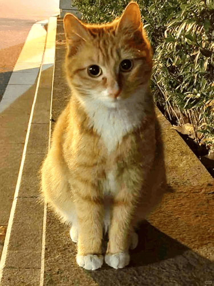 南京大学校庆日“校猫”被钢珠打碎头骨?校保卫处:看了一夜监控<strong></p>
<p>红币网</strong>,暂未锁定嫌疑人