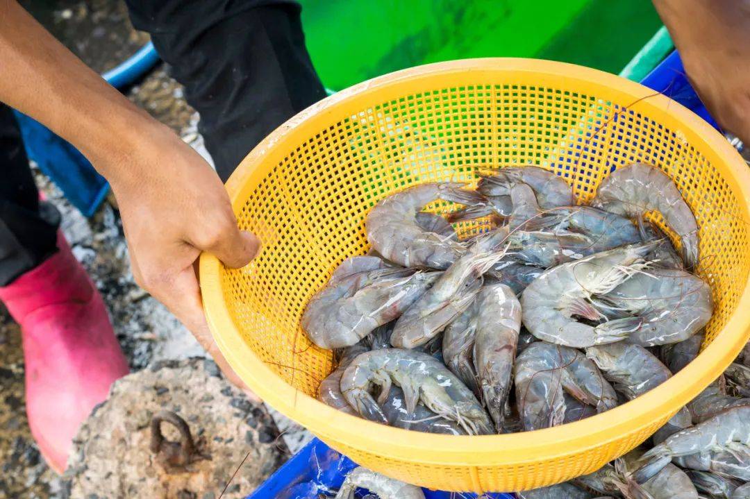 养殖虾都是吃抗生素、激素长大的<strong></p>
<p>红币网</strong>,真的不建议吃?