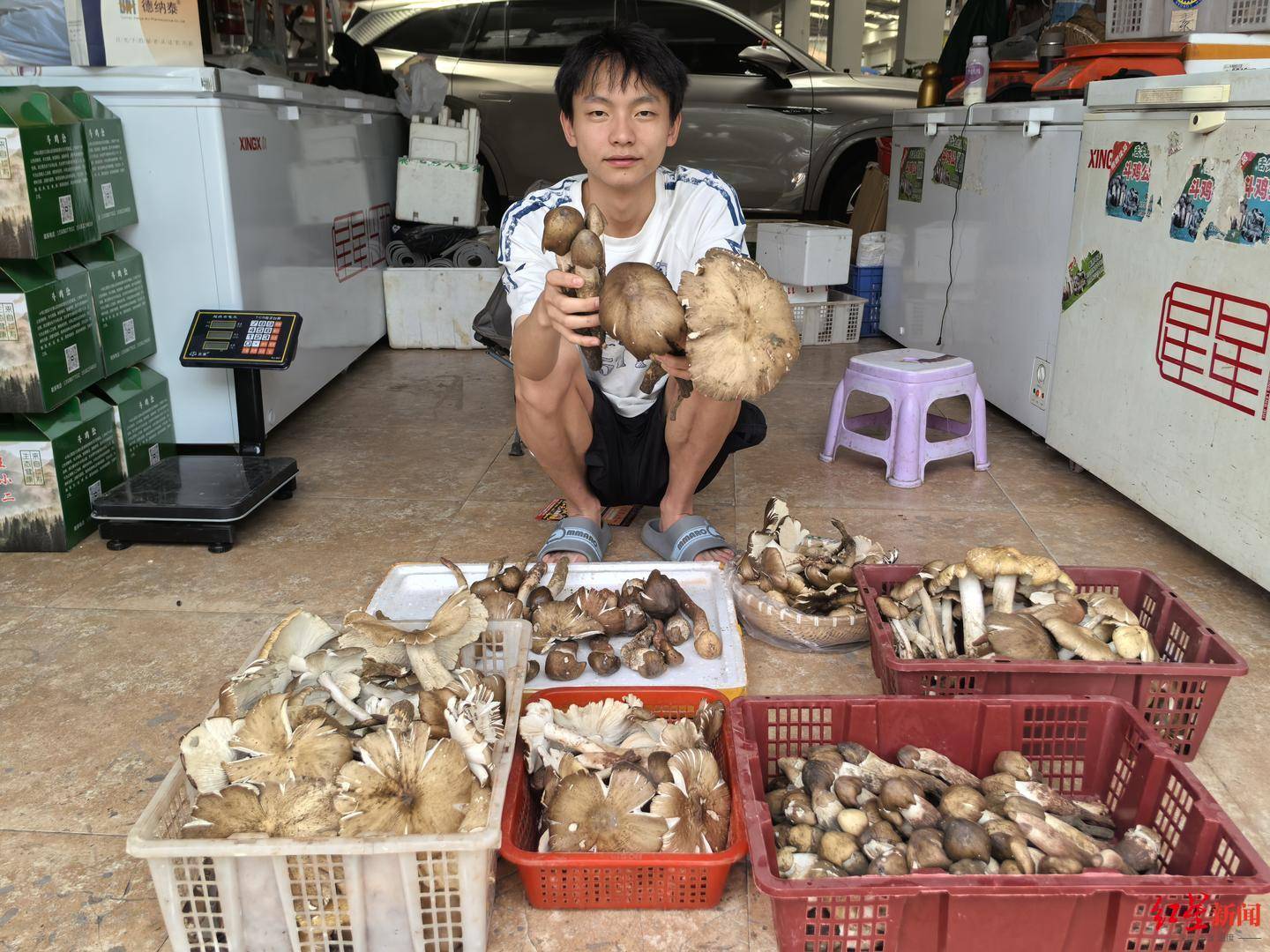 “天价”鸡枞调查:最贵卖到1800元/公斤!雨水少致产量低<strong></p>
<p>飞猪</strong>,多地价高客少