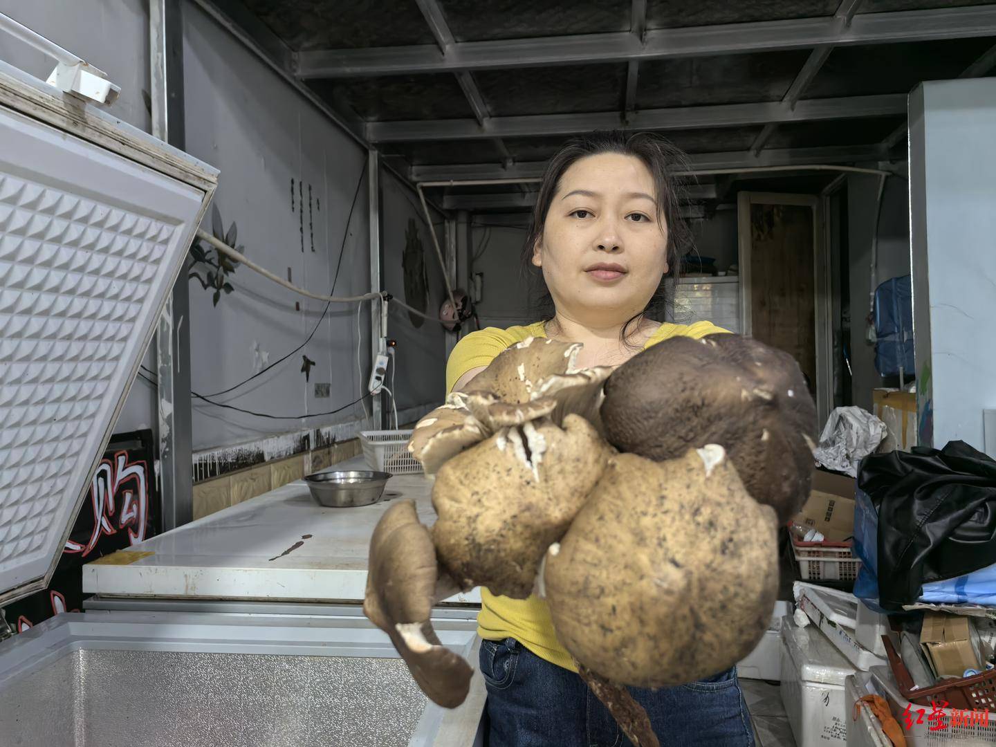 “天价”鸡枞调查:最贵卖到1800元/公斤!雨水少致产量低<strong></p>
<p>飞猪</strong>,多地价高客少