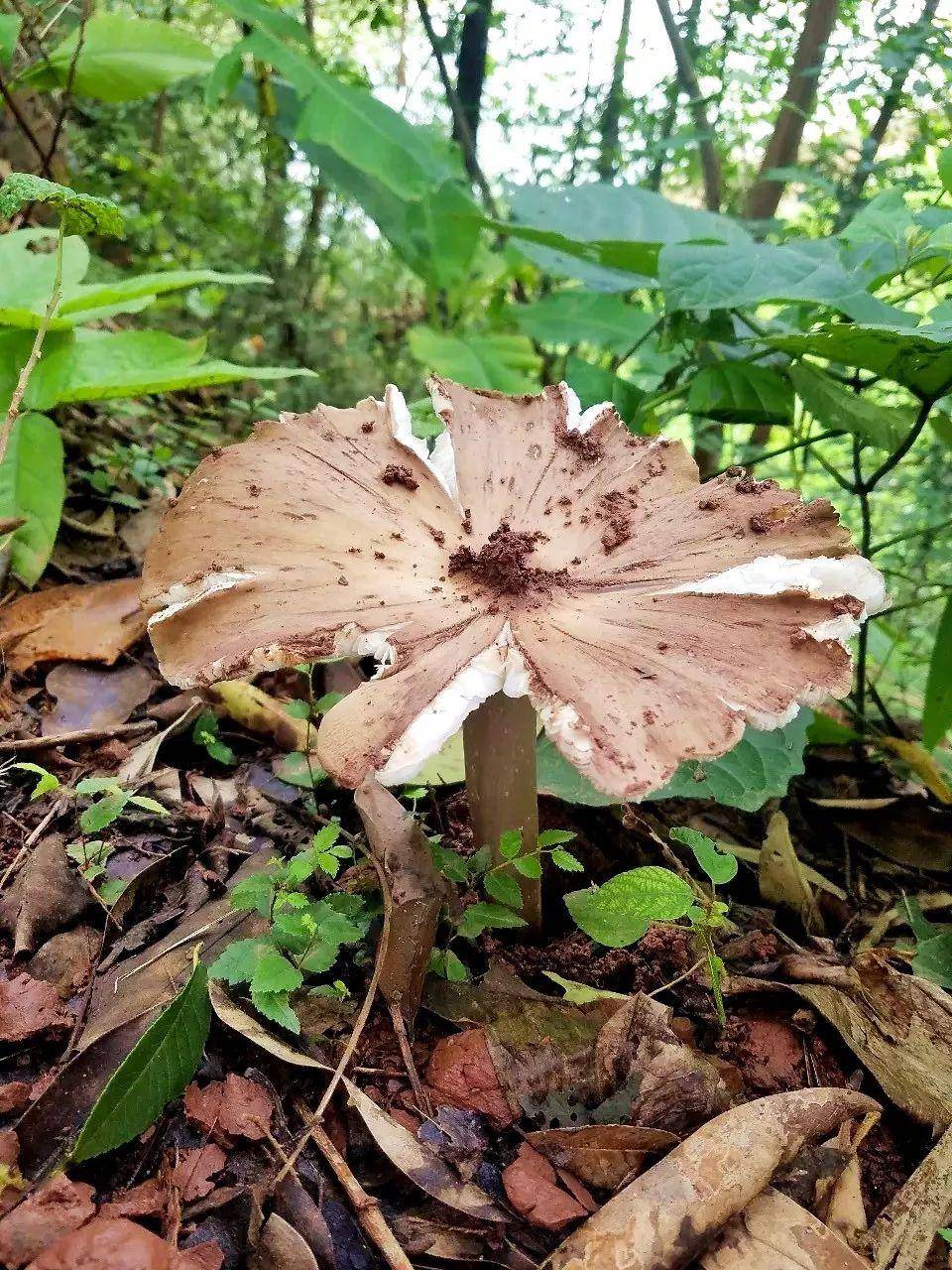 “天价”鸡枞调查:最贵卖到1800元/公斤!雨水少致产量低<strong></p>
<p>飞猪</strong>,多地价高客少