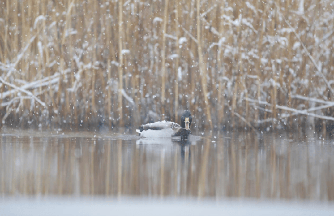 张瑜：我们所居住的北京<strong></p>
<p>上哪里买币</strong>，是亲近自然的最佳场所