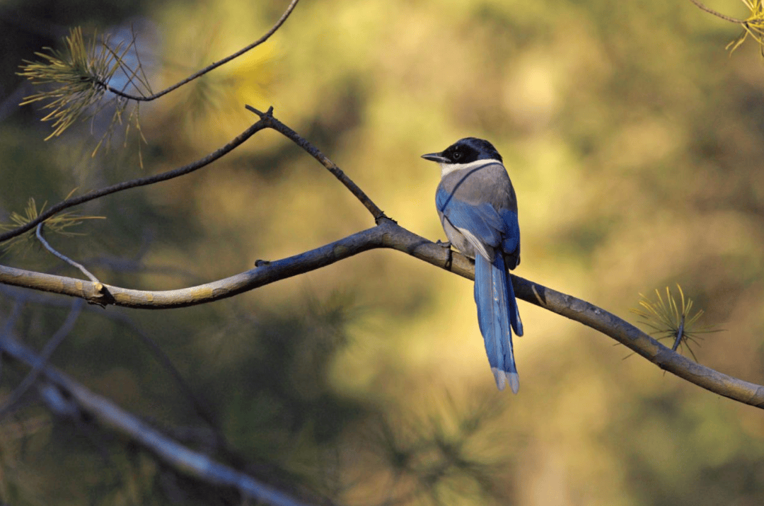 张瑜：我们所居住的北京<strong></p>
<p>上哪里买币</strong>，是亲近自然的最佳场所