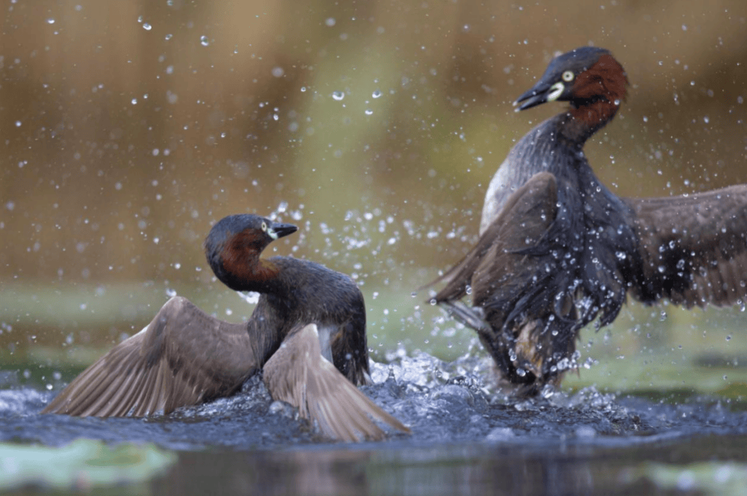 张瑜：我们所居住的北京<strong></p>
<p>上哪里买币</strong>，是亲近自然的最佳场所