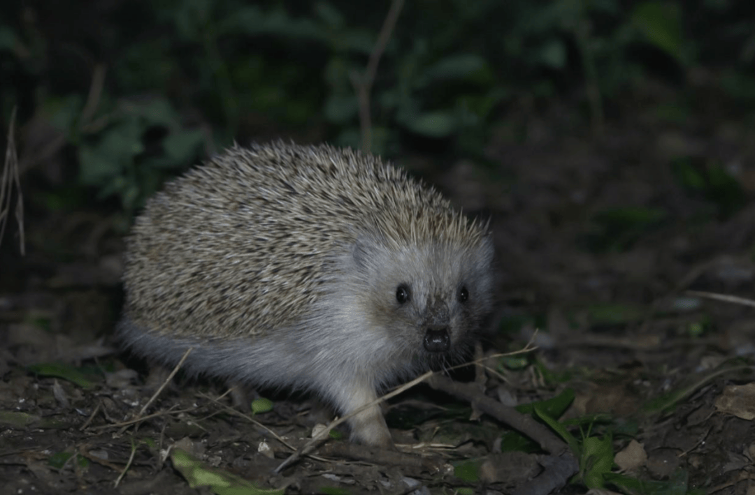 张瑜：我们所居住的北京<strong></p>
<p>上哪里买币</strong>，是亲近自然的最佳场所