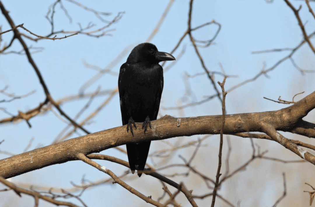张瑜：我们所居住的北京<strong></p>
<p>上哪里买币</strong>，是亲近自然的最佳场所