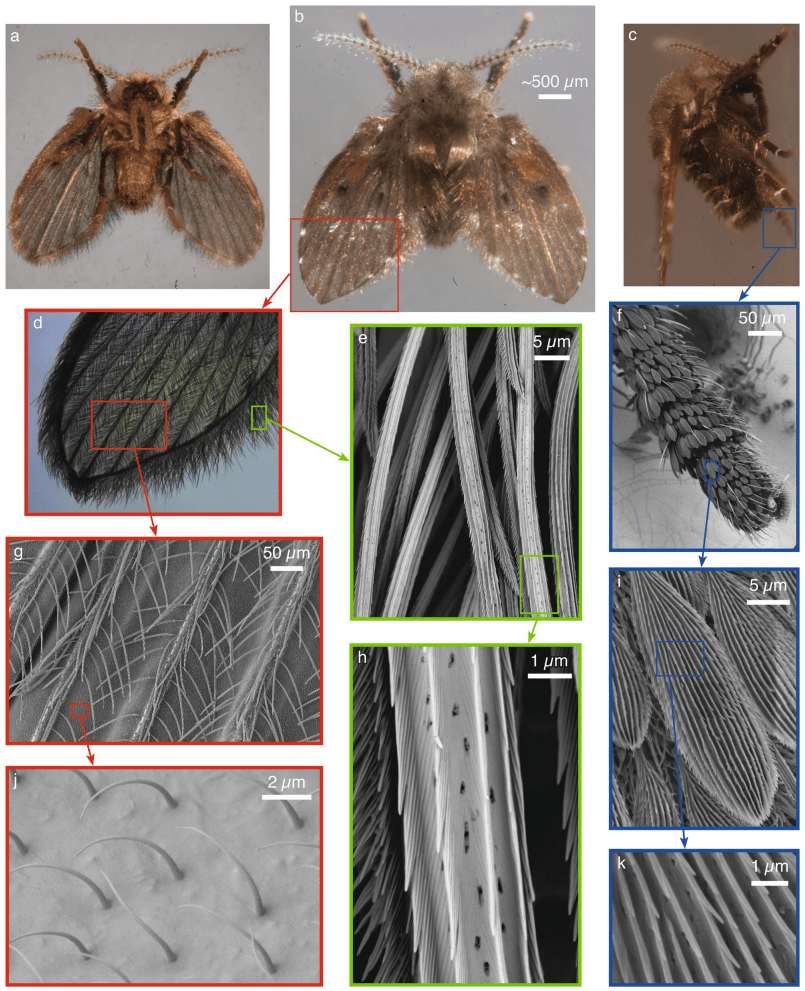 这种虫子看到一只家里很可能有一万只 快来看除虫攻略→