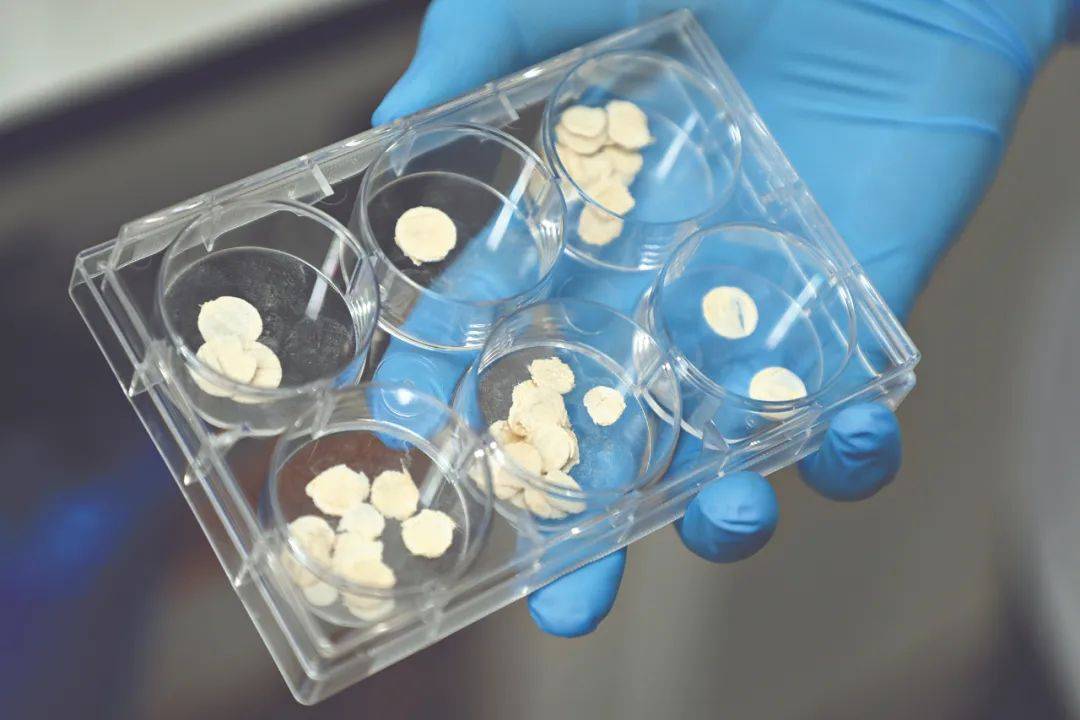 新突破！广州科研团队用莲藕接骨“塑肉身”<strong></p>
<p>币圈入门</strong>，冻豆腐、枸杞、油柑都在研究之列