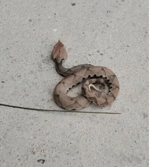 浙江温州有人在山上放生五步蛇<strong></p>
<p>币圈话术</strong>,此前已有村民被咬!当地村干部回应