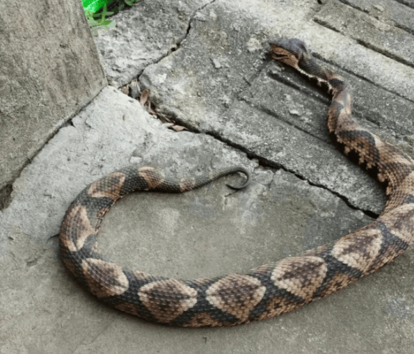 浙江温州有人在山上放生五步蛇<strong></p>
<p>币圈话术</strong>,此前已有村民被咬!当地村干部回应