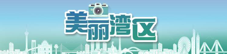 慕了！深圳人太幸福<strong></p>
<p>油币资讯</strong>，家门口邂逅百万荷花，城市诗意直接拉满