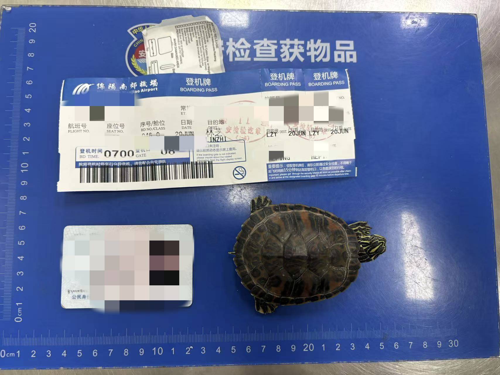 女子将宠物乌龟藏在蝴蝶结盘发内<strong></p>
<p>币圈吧</strong>,过安检乘飞机时被查 警方:批评教育