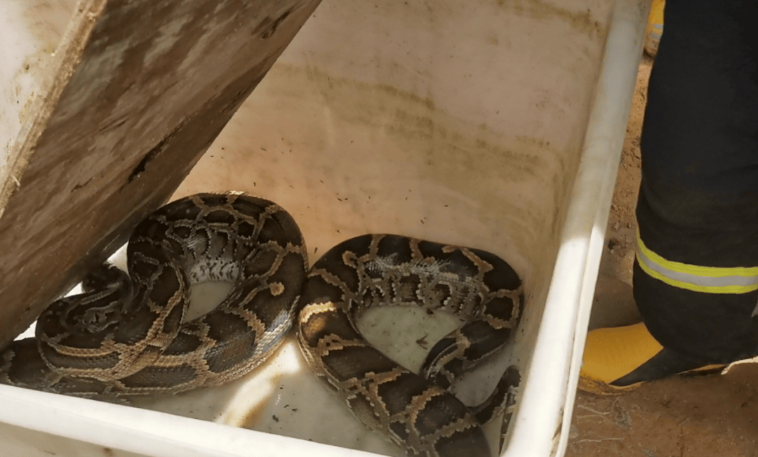 广东一地现3米长70斤巨蟒<strong></p>
<p>币圈94重来</strong>,吐出一只30斤整羊,消防员4分钟抓捕