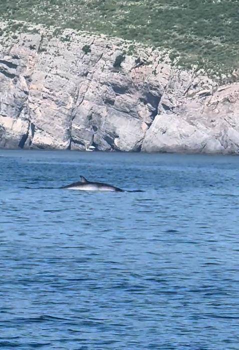 大连一男子海钓发现鲸鱼浮出水面<strong></p>
<p>币圈94重来</strong>,专家:近海出现鲸鱼是正常现象,或是在追逐鱼群