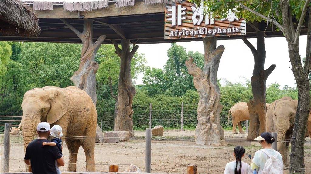 被攻击的母象丹妮未展出<strong></p>
<p>币圈94重来</strong>,为震慑作用设脉冲电网!记者实探上海野生动物园